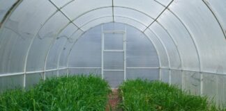 Чим обробити теплицю від шкідників та забруднень