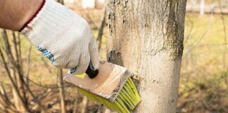 Городник розповів, як правильно побілити дерева