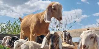Фермер назвав породу кози, яку дуже просто утримувати