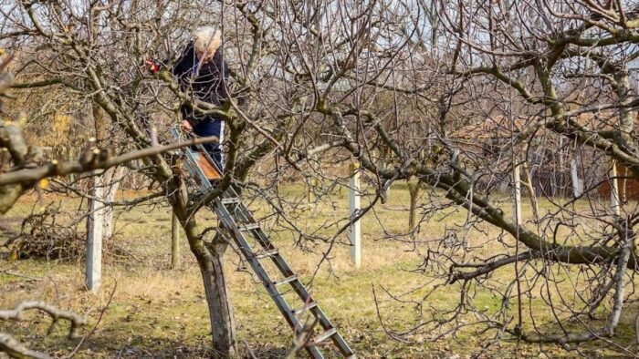 Експерти назвали дерева, які потрібно обов'язково підрізати у жовтні та восени