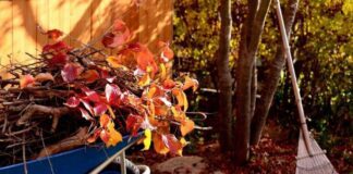 Коли та які дерева потрібно підрізати у жовтні