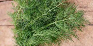 Як виростити кріп на підвіконні без зайвого клопоту 