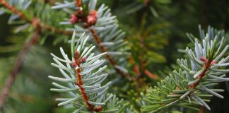 Як використовувати хвойний опад на городі