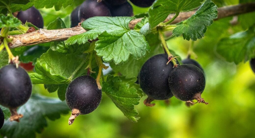 Смородина буде розміром з яблука: найкраща підкормка, яку я тільки пробувала – реально працює 