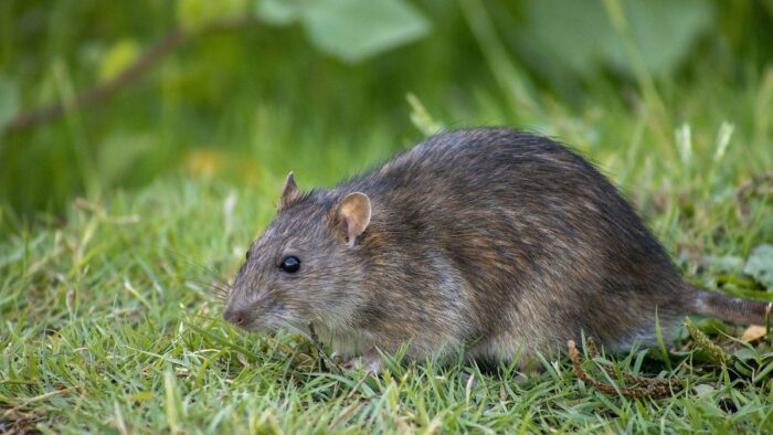 Експерти розповіли про найдієвіші методи боротьби з мишами на городі