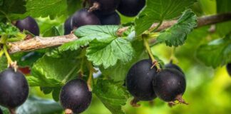 Рецепт якісної домашньої підгодівлі для смородини в листопаді