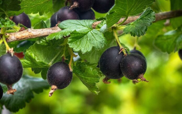 Рецепт якісної домашньої підгодівлі для смородини в листопаді