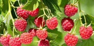 Як правильно доглядати за малиною восени