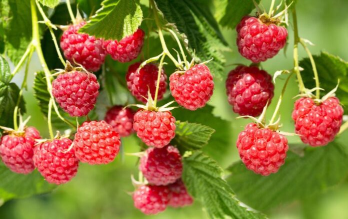 Як правильно доглядати за малиною восени