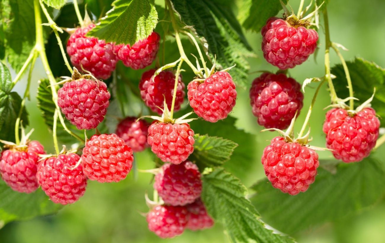 Малина какая ягода. Малина Rubus idaeus. Малина обыкновенная Лесная. Малина Лесная -Rubus idaeus. Малина звичайна.