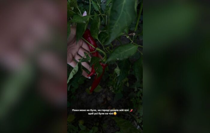 Леся Нікітюк показала, який врожай гострого перцю чилі виріс на городі її батьків у Хмельницькому
