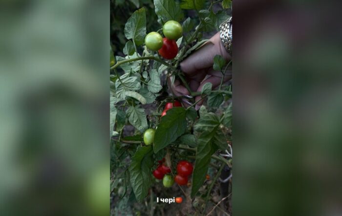 Леся Нікітюк показала, які помідори чері виросли на городі її батьків
