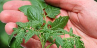 Навіщо залишати бадилля на городі