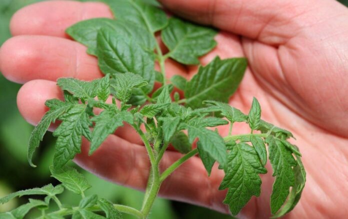 Навіщо залишати бадилля на городі