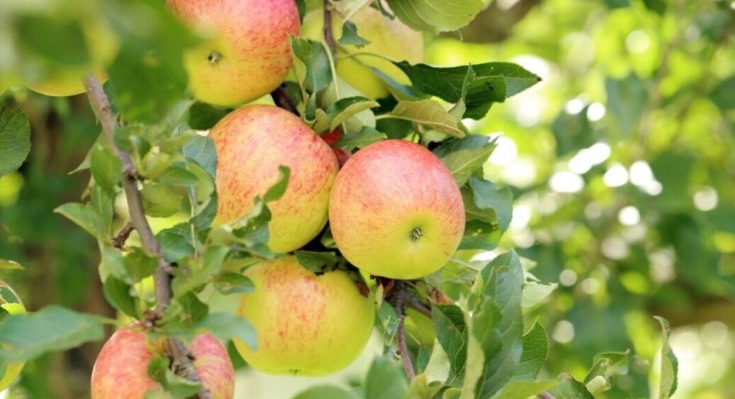 Просто використала прополіс і яблука пролежали до Великодня: простий метод зберігати врожай без електрики 