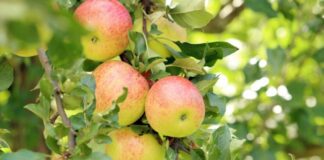 Як за допомогою прополісу зберігати яблука: експерти назвали метод