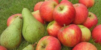 Бюджетне добриво для груші та яблуні