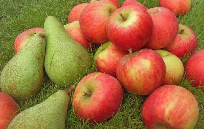 Бюджетне добриво для груші та яблуні