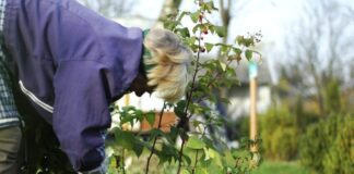 Обов'язкові роботи на городі восени