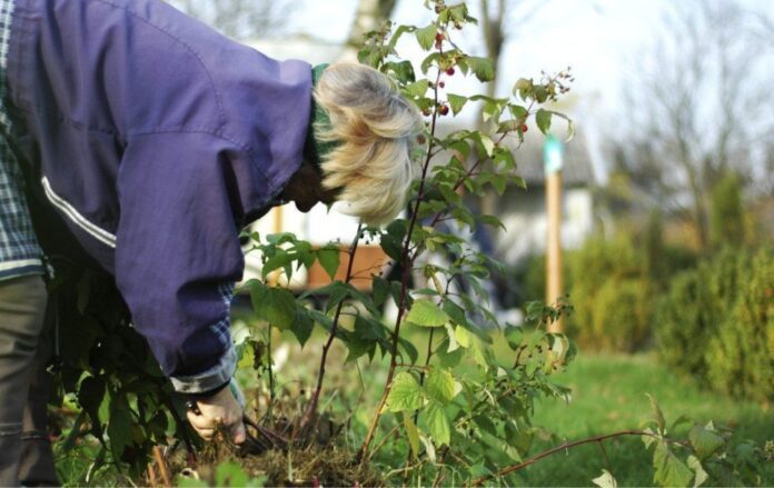 Обов'язкові роботи на городі восени Обов'язкові роботи на городі восени