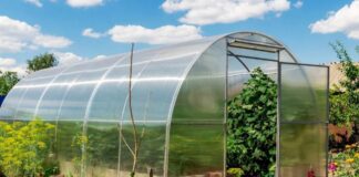 Чому позеленів ґрунт у теплиці