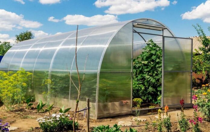 Чому позеленів ґрунт у теплиці Чому позеленів ґрунт у теплиці