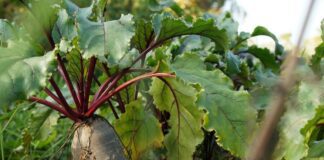 Як правильно обрізати бадилля буряка