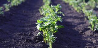 Як правильно вносити добриво під перекопування ґрунту