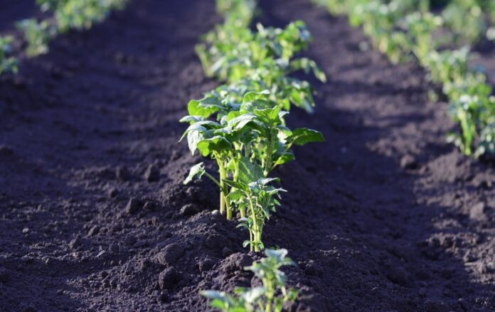 Як правильно вносити добриво під перекопування ґрунту