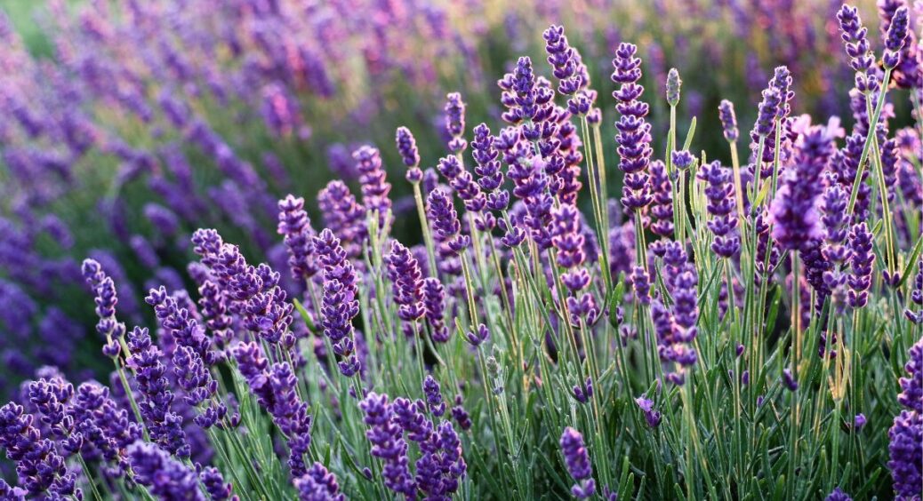 Посадила цей багаторічник біля грядки помідорів: приваблює джмелів та відгаляє ос. Мій гарант щедрого врожаю 