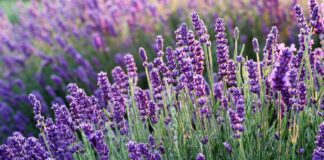 Які рослини відлякують ос та джмелів