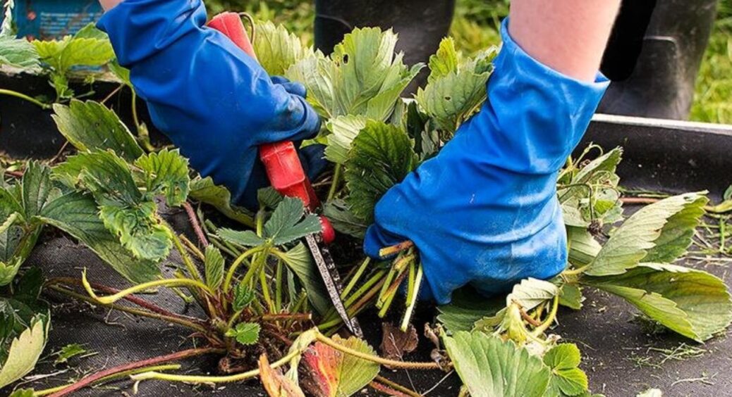 5 рослин, які потрібно та не потрібно підрізати на зиму: список культур, на які потрібно звернути увагу 