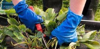 Які рослини потрібно підрізати восени