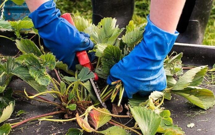 Які рослини потрібно підрізати восени