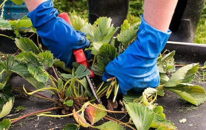 Які рослини потрібно підрізати восени