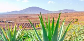 Експерти назвали головні переваги вирощування столітника вдома