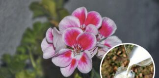 Молочне добриво для домашніх квітів