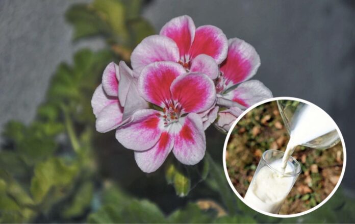 Молочне добриво для домашніх квітів