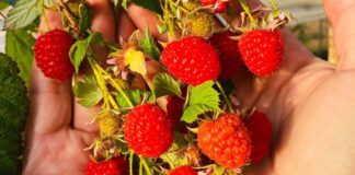 Садівники розповіли, як правильно садити ремонтантну малину 