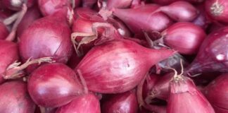 Який сорт озимої цибулі обрати