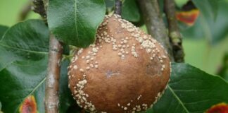Чим обробити плодові дерева від гнилі