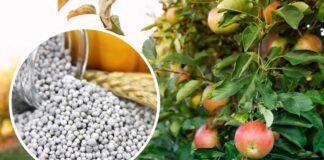 Садівники розповіли, чим підживити плодові дерева в липні