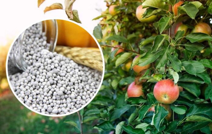 Садівники розповіли, чим підживити плодові дерева в липні