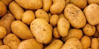 Городник розповів, навіщо саджати різану картоплю