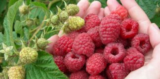 Що використовувати для мульчування малини