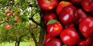 Як зберігати яблука без холодильника: експерти назвали еко-метод