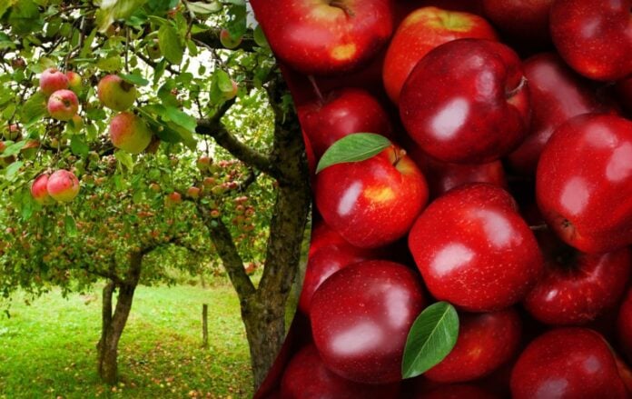 Як зберігати яблука без холодильника: експерти назвали еко-метод