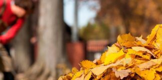 Обов'язкові роботи у саду восени