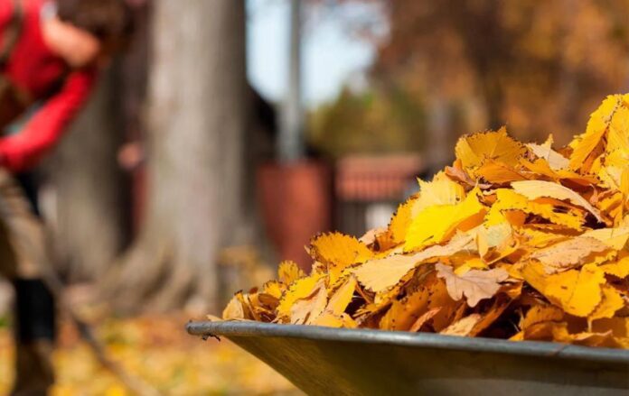 Обов'язкові роботи у саду восени