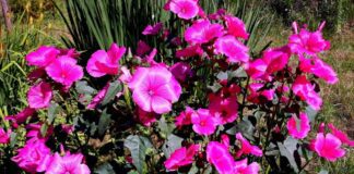 Які квіти можна садити під зиму